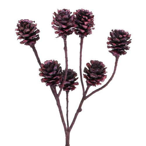 Product Salignum branches with cones Berry 25pcs
