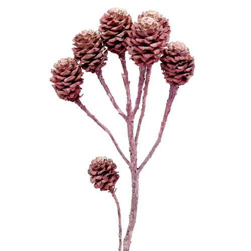 Floristik24 Salignum blackberry frosted 25 pcs
