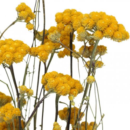 Product Bunch of curry shrub, yellow dried flower, golden sun, Italian helichrysum L58cm 45g