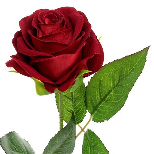 Floristik24 Velvet rose red 65cm 6pcs