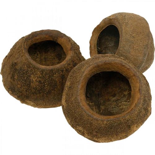 Product Paradise Nut Plant Pot Natural Sapucaia Ø14cm H10cm 3pcs