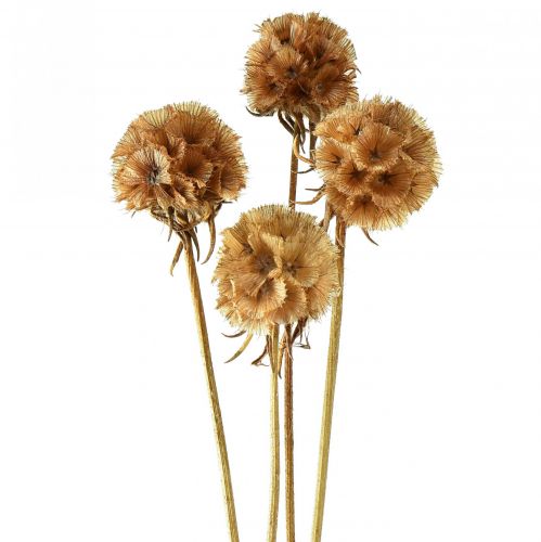 Product Scabiosa dried natural scabiosa dried flowers H50cm 100g