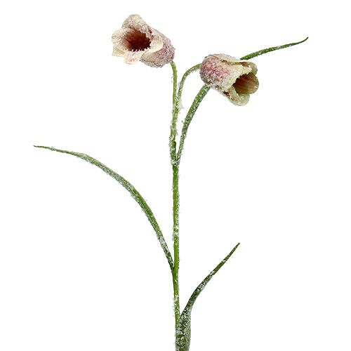 Chessflower white-pink snowed L45cm 6pcs