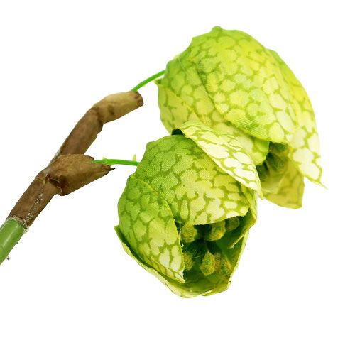 Floristik24 Chess-flower green with roots L30cm
