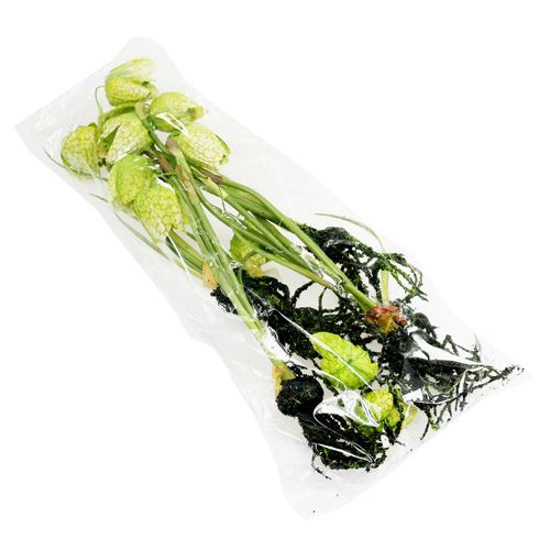 Floristik24 Chess-flower green with roots L30cm