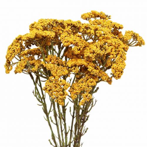 Floristik24 Yarrow artificial yellow 74cm 3pcs