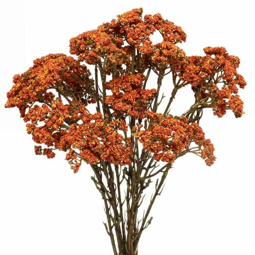 Floristik24 Yarrow artificial orange 74cm 3pcs