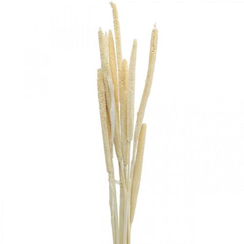 Floristik24 Reed deco reed grass dried bleached H60cm bunch