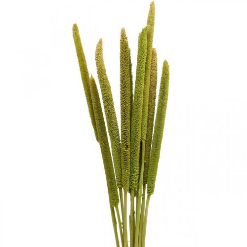 Floristik24 Reed cob deco reed grass dried green H60cm bunch