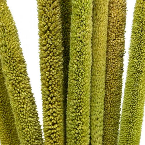 Product Reed cob deco reed grass dried green H60cm bunch