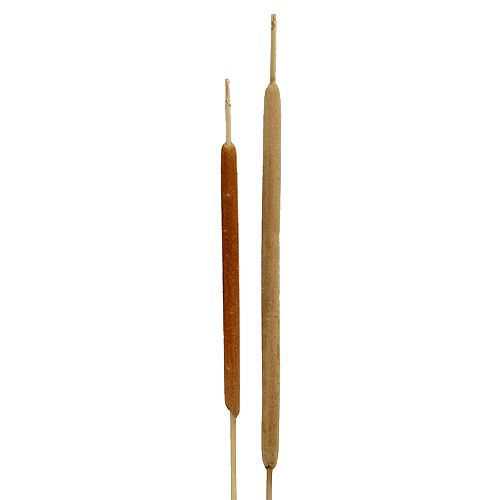 Reed Cob Mix Natural Decorative Reed 70cm 100 Pcs