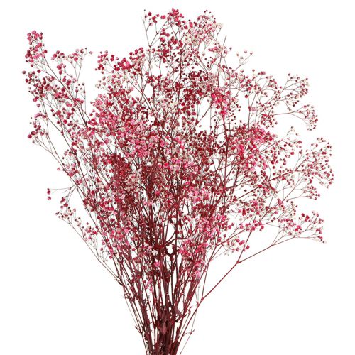 Floristik24 Gypsophila paniculate in Berry L50cm 55g