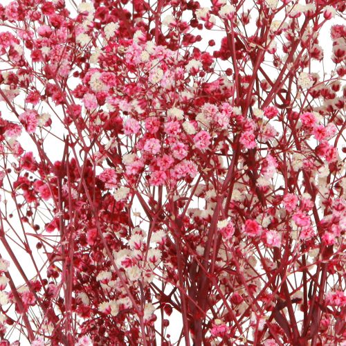 Product Gypsophila paniculate in Berry L50cm 55g