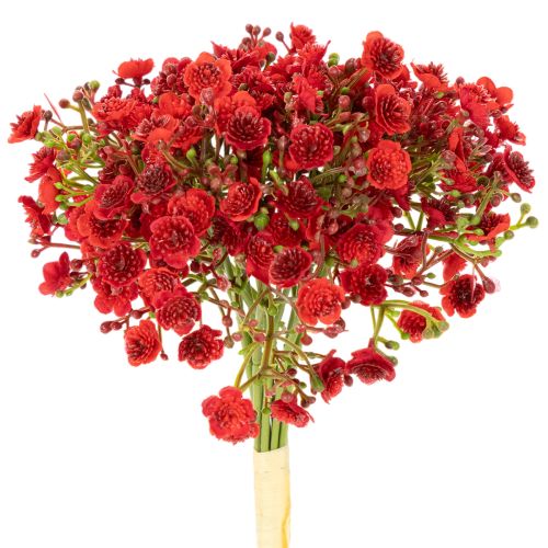 Artificial Red Baby’s Breath Bouquet 30cm Set of 10

```html
<h2>Artificial Red Baby’s Breath Bouquet for Home Decoration</h2>

<p>
This set of 10 artificial red Baby’s Breath stems is perfect for adding a vibrant pop of colour to your home. Each stem is 