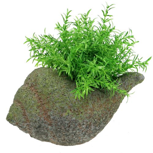 Product Shell for planting with moss 25 cm