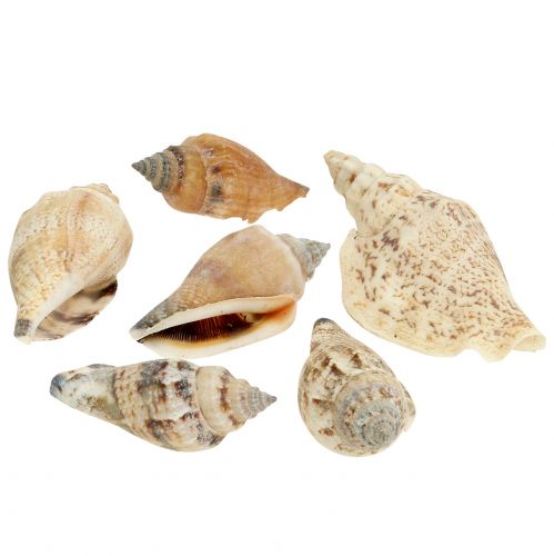 Floristik24 Snail shells nature 815g