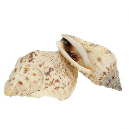 Floristik24 Snail shells nature 815g