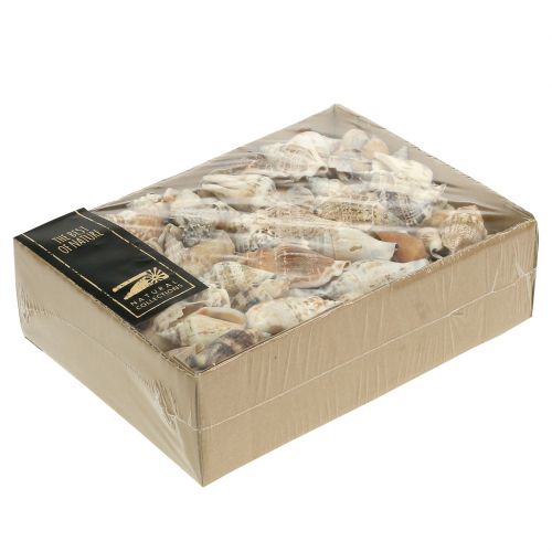 Floristik24 Snail shells nature 815g