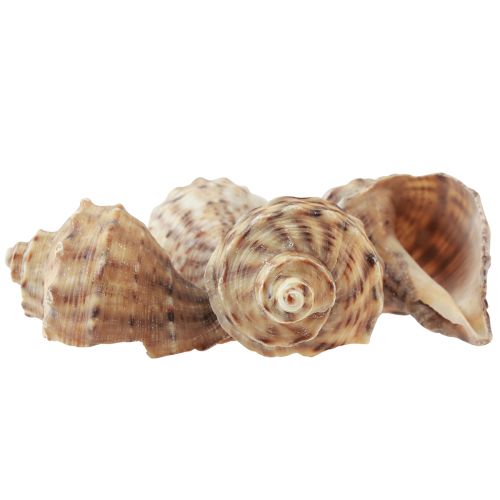 Product Snail shell decoration sea snails brown cream 4-6cm 300g