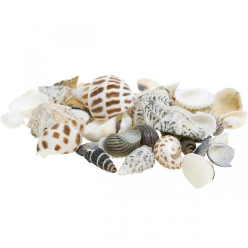 Floristik24 Mussel Mix Mini, Sea Snails, Natural Mussels L1–4cm 1000g