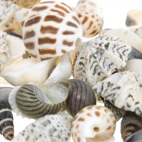 Floristik24 Mussel Mix Mini, Sea Snails, Natural Mussels L1–4cm 1000g