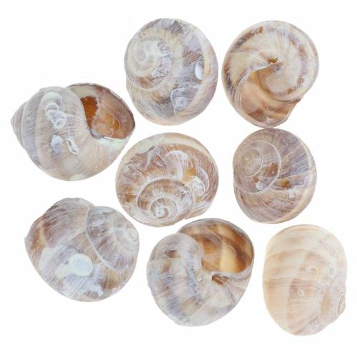 Floristik24 Snail shell white washed small 250g