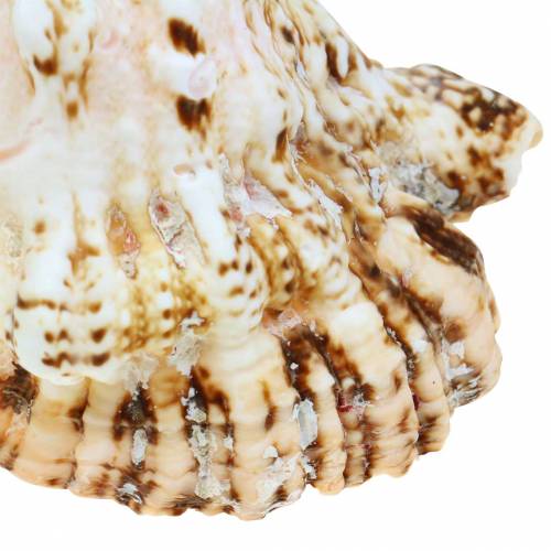 Floristik24 Sea snail giant frog snail nature 18-20cm