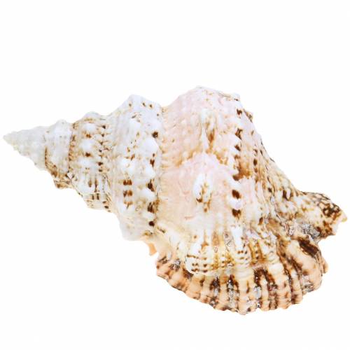 Sea snail giant frog snail nature 18-20cm