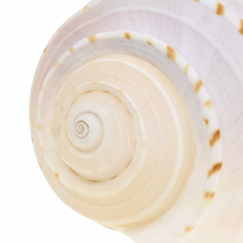 Floristik24 Decorative shell snail Tonna tessellata natural 10-13cm 4 pcs
