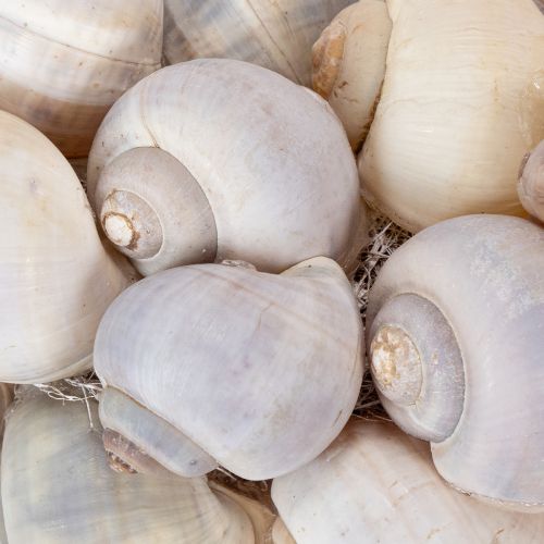 Product Snail wreath for hanging, decorative wreath, maritime style, Nathai, Ø35cm