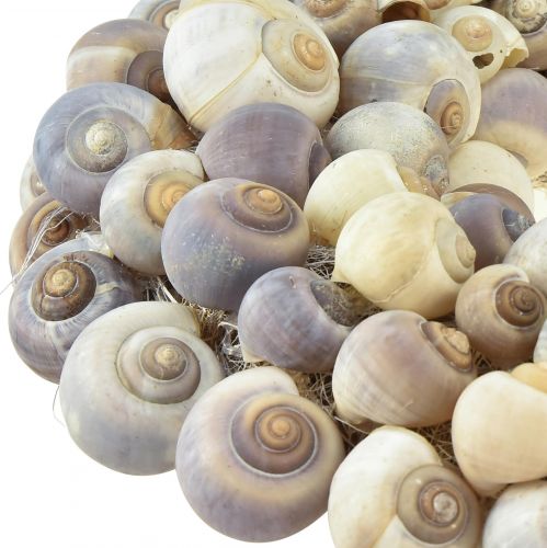 Product Snail wreath for hanging decorative wreath maritime Nathai Ø35cm