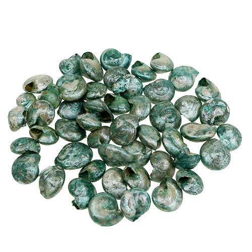 Floristik24 Snail shell blue-green 500g