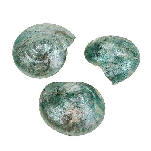 Floristik24 Snail shell blue-green 500g