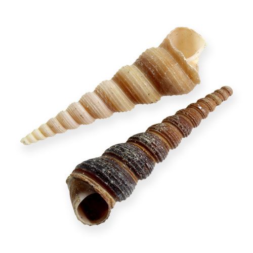 Floristik24 Terebra Turitella 1 kg_en