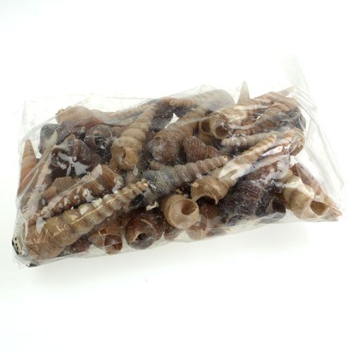 Floristik24 Terebra Turitella 1 kg_en