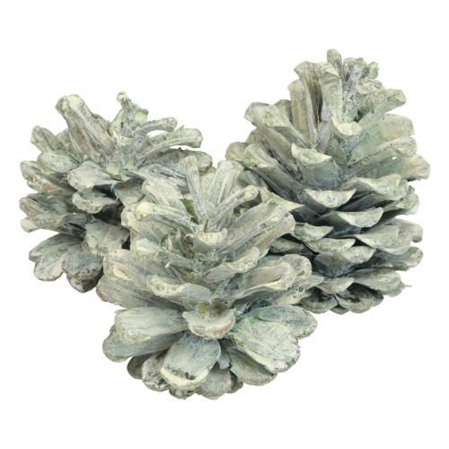 Black pine cones green frosted natural decoration 5–7cm 1kg