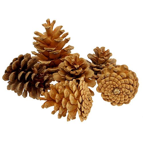 Product Black Pine Cones Decorative Cones Cream 5-8cm 1kg