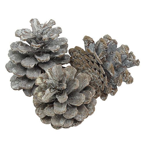 Floristik24 Black pine cones 5-9cm White washed 1kg