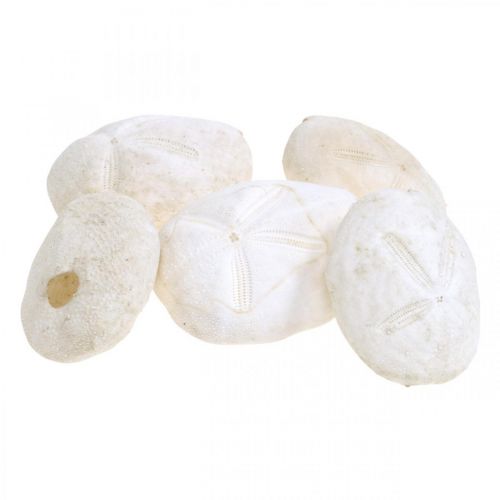 Floristik24 Sea urchin white, maritime natural decoration 4cm-6cm 25 pcs