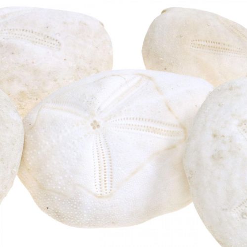 Floristik24 Sea urchin white, maritime natural decoration 4cm-6cm 25 pcs