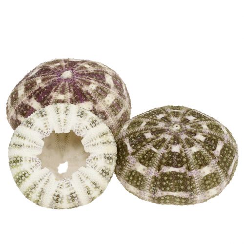 Floristik24 Sea urchin mix green-purple 9 pcs