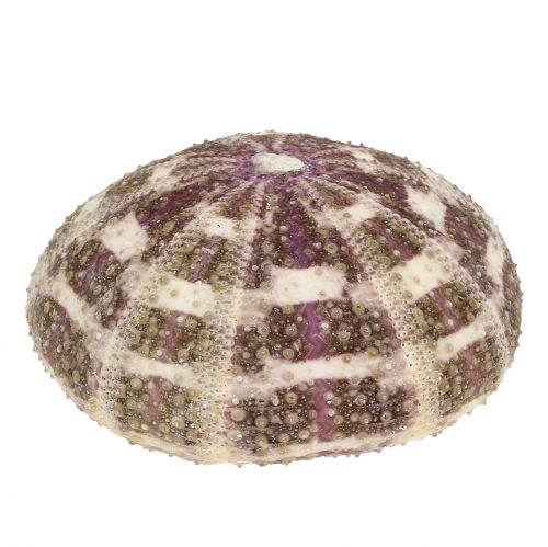 Floristik24 Sea urchin mix green-purple 9 pcs