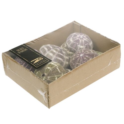 Floristik24 Sea urchin mix green-purple 9 pcs