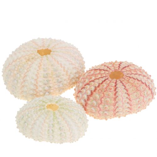 Floristik24 Sea Urchin Pink Maritime Decoration 36pcs