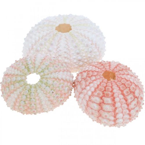 Floristik24 Sea urchin decoration maritime pink, white, green summer decoration 12 pcs