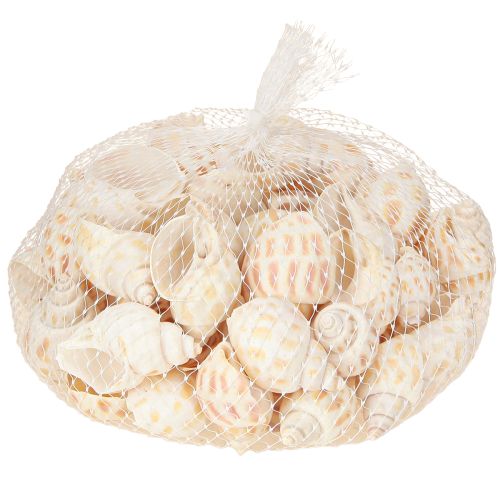 Product Sea snails natural snail shells maritime 2–4 cm 300 g