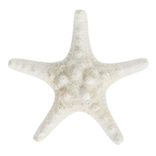 Floristik24 Starfish 9cm - 11cm white 20p