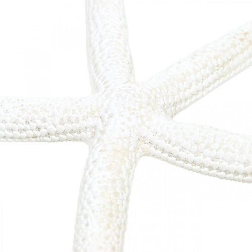 Product Starfish decoration white, natural items, maritime decoration 10-12cm 14p