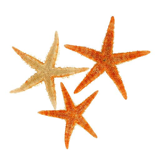 Floristik24 Starfish dried 8cm - 10cm 10 pcs