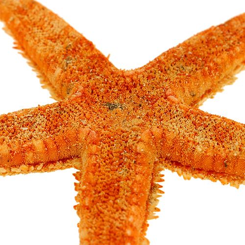 Floristik24 Starfish dried 8cm - 10cm 10 pcs